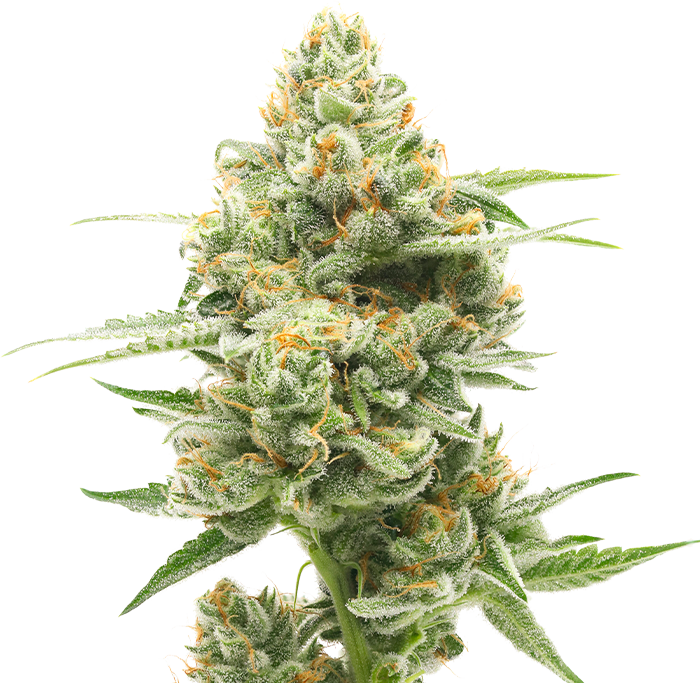 バクバクファクトリーページ　Tangie Sour Tangie | Flower • 7g by | Buy Online | Treehouse Cannabis